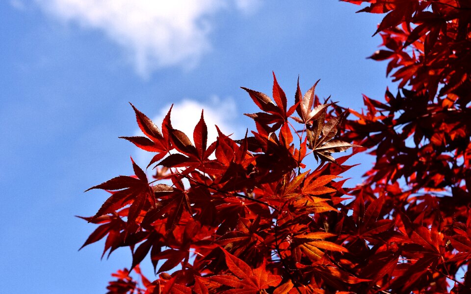 Leaves sky blue