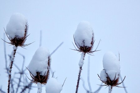 Snow crests landscape thistle