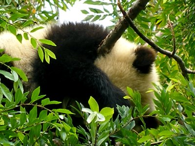 A Power-Napping Panda photo