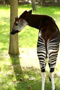 Zoo animals herbivore