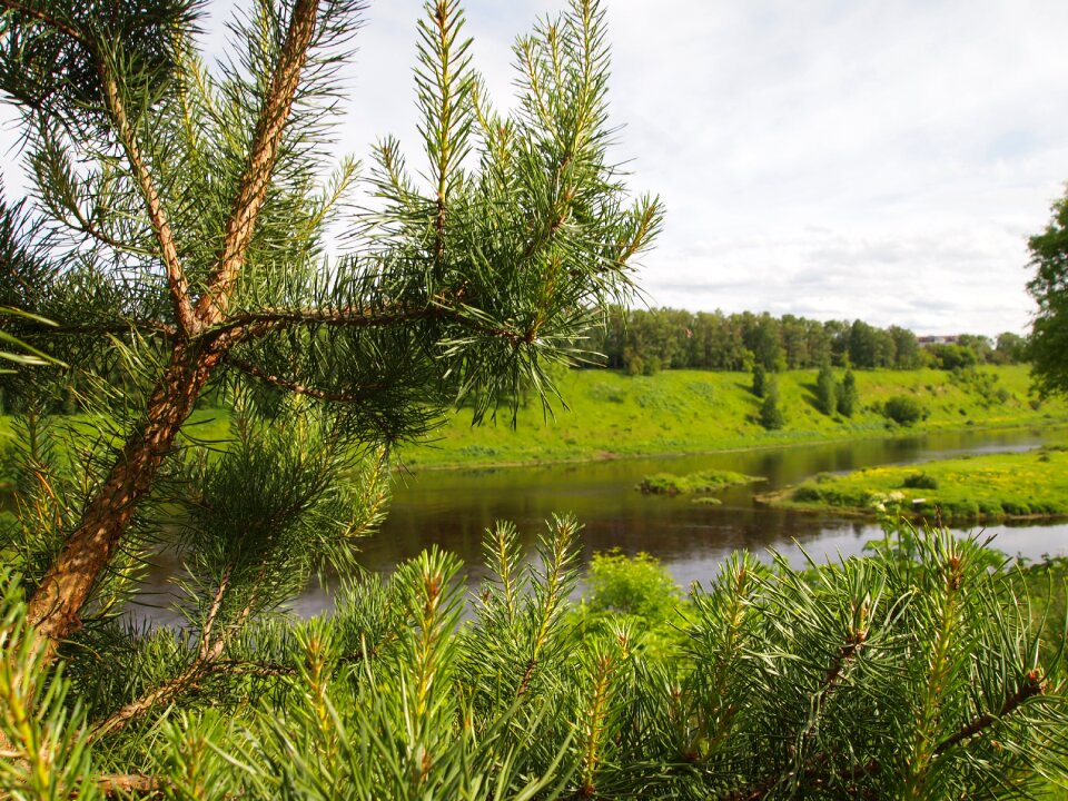 Landscape beach spruce