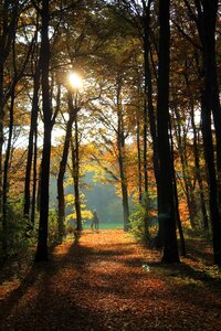 Backlighting sun nature