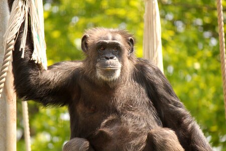 Animal zoo monkey