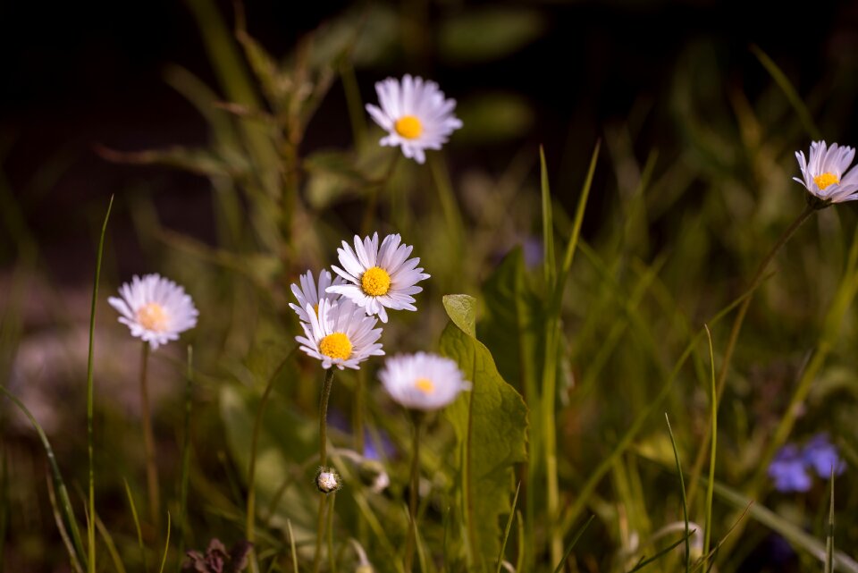 Flower nature white
