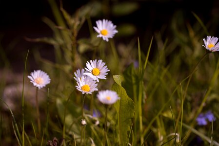 Flower nature white photo