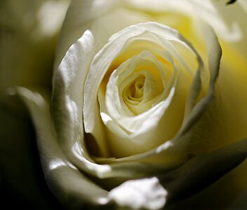 Bloom white roses rose bloom