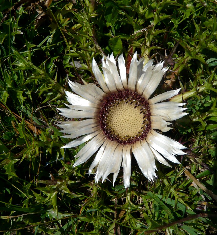 Blossom bloom plant