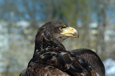 Eagle 3 raptor observing photo