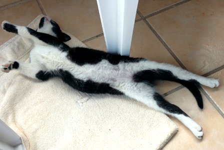 Cat Nap