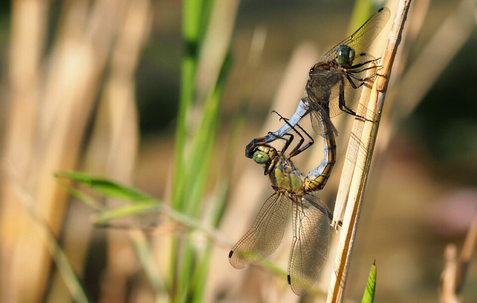 Dragonflies insects macro