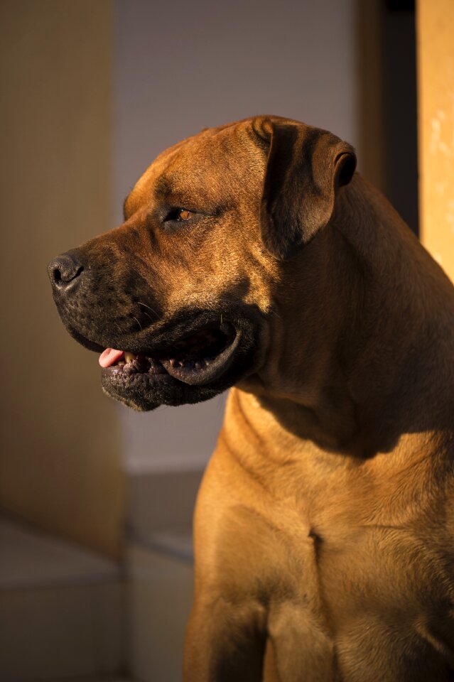 Sunset dog tough