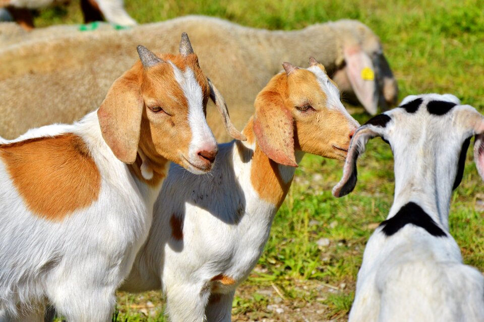 Little kids livestock animal husbandry