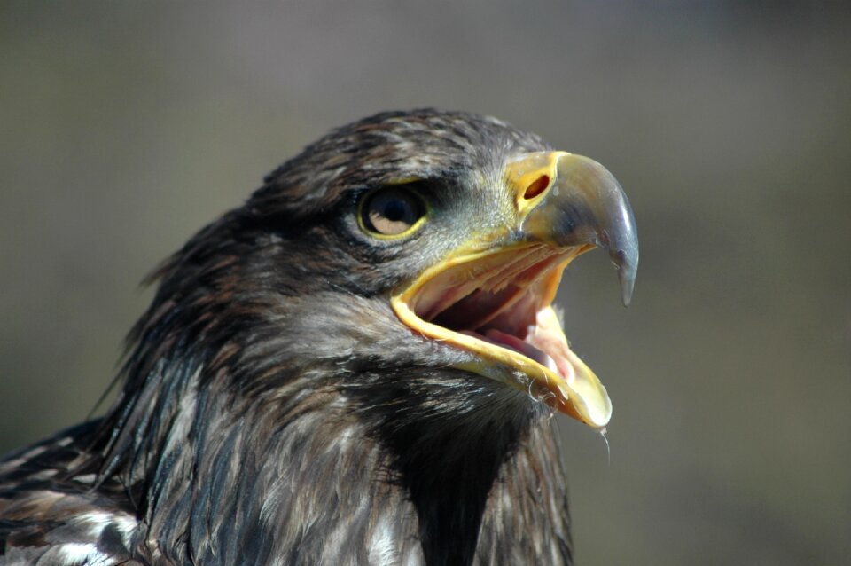 Eagle 5 raptor calling