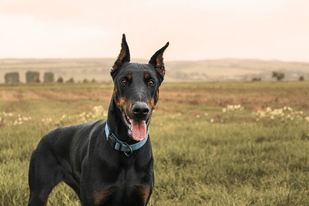 Pet field meadow