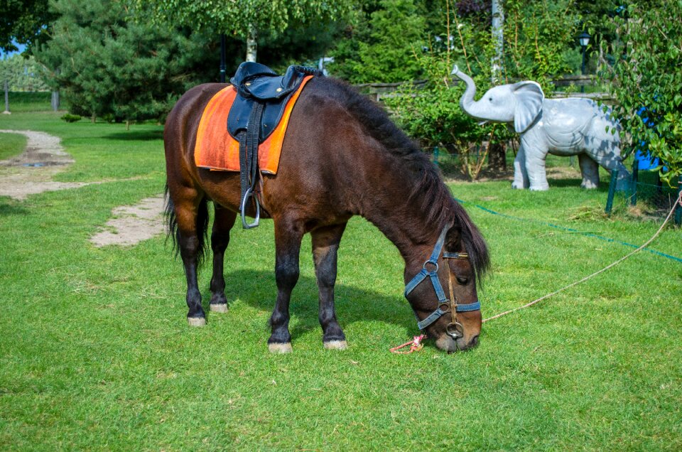 Summer elephant poland