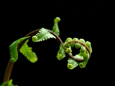 Green black leaf black leaves