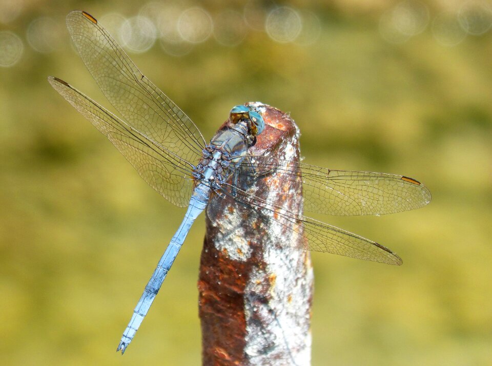 Orthetrum coerulescens water iron