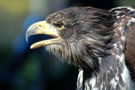 Eagle 8 raptor observing
