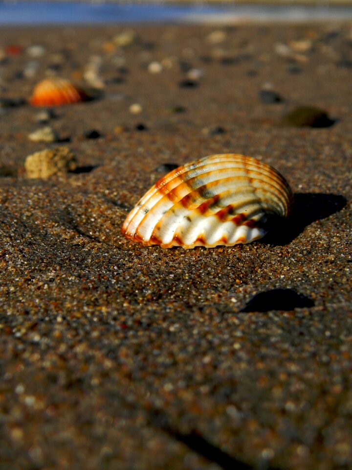 Shells beach sand