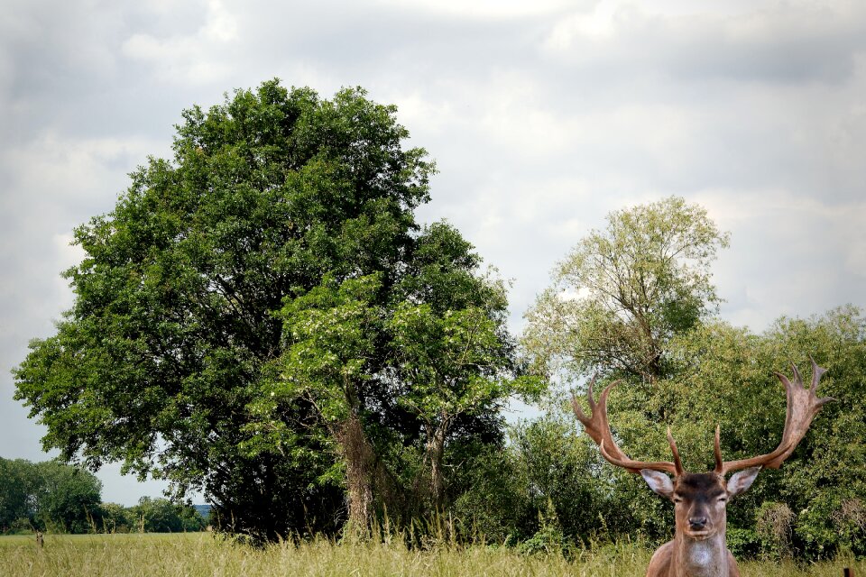 Hirsch fallow deer sky