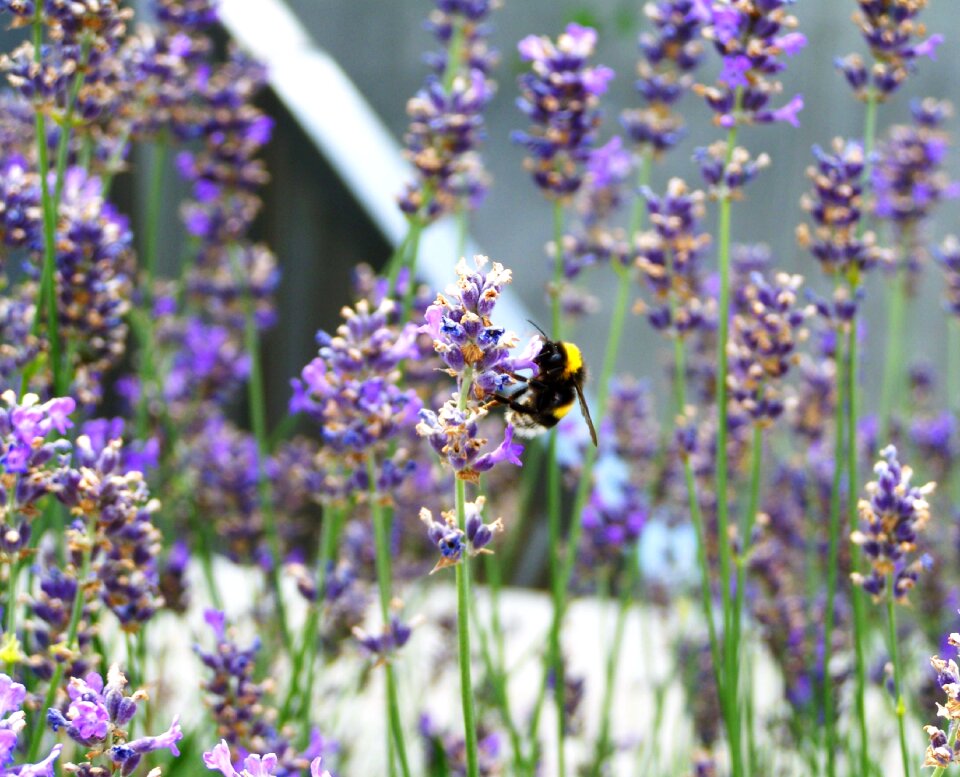 Lavender purple summer flower flower garden photo