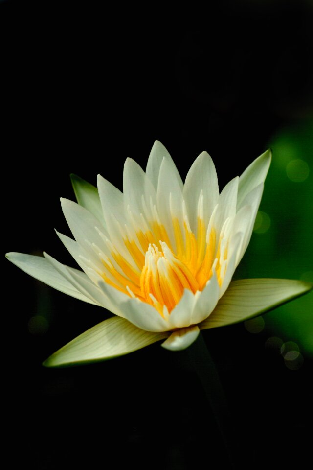 Fresh white lotus bua ban
