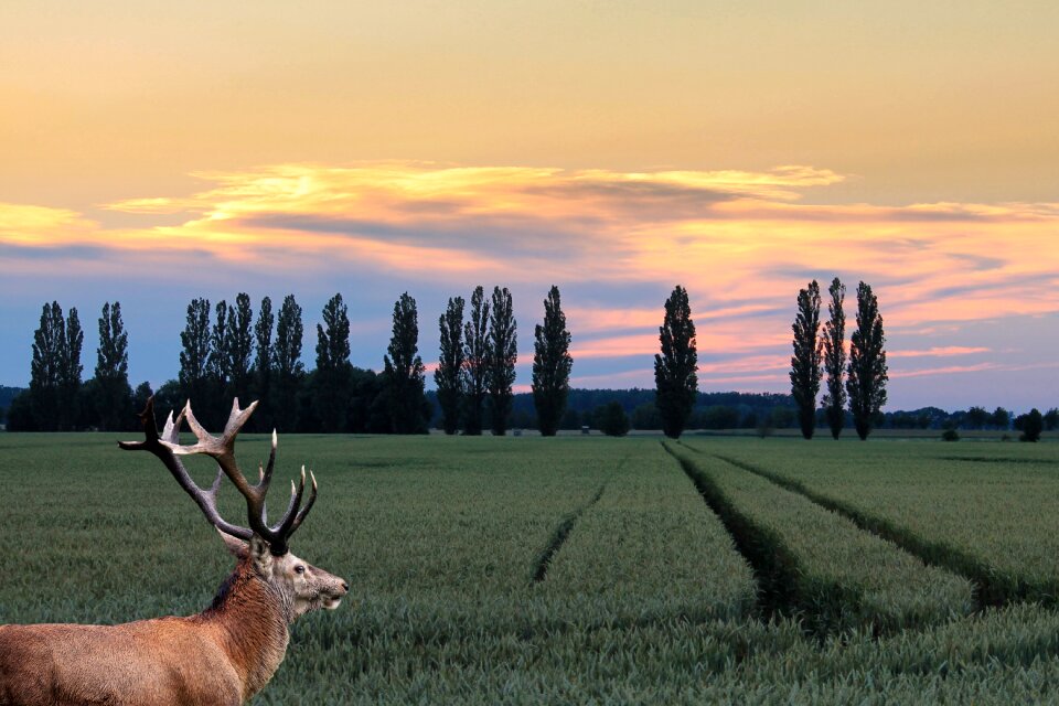 Sunset hirsch red deer