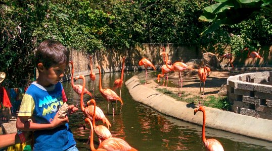 Zoo Day, Mismaloya