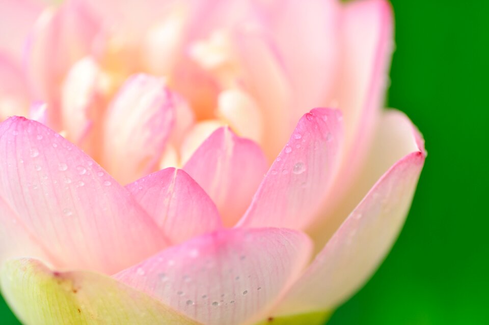 Flowers green leaf