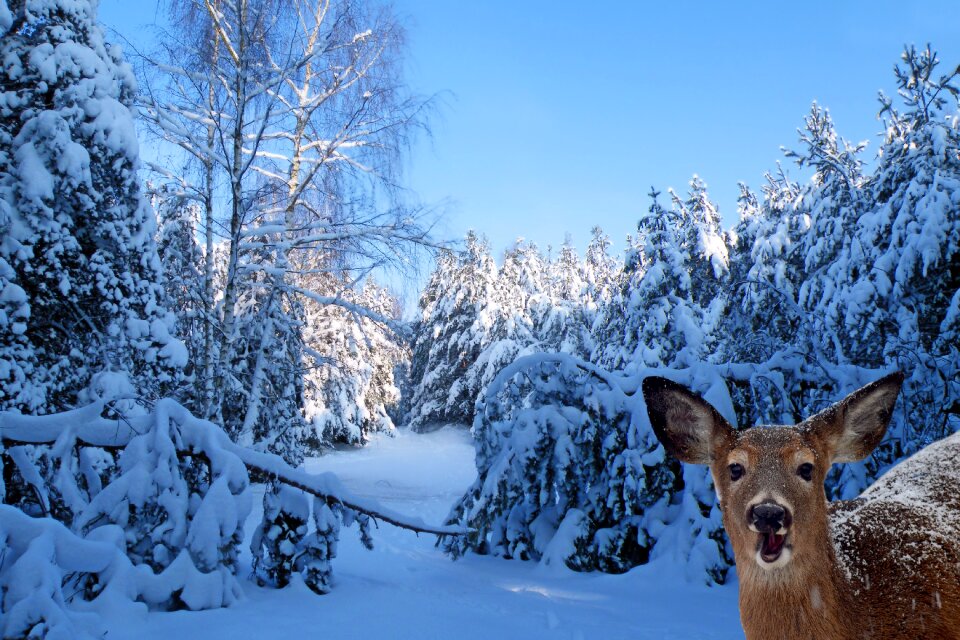 Snow roe deer wintry
