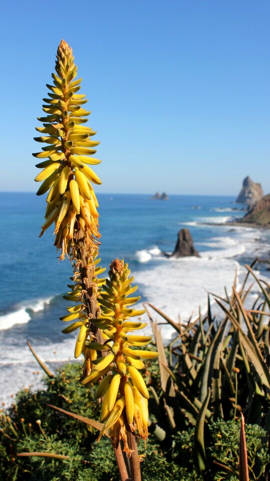 Real aloe canary islands tenerife