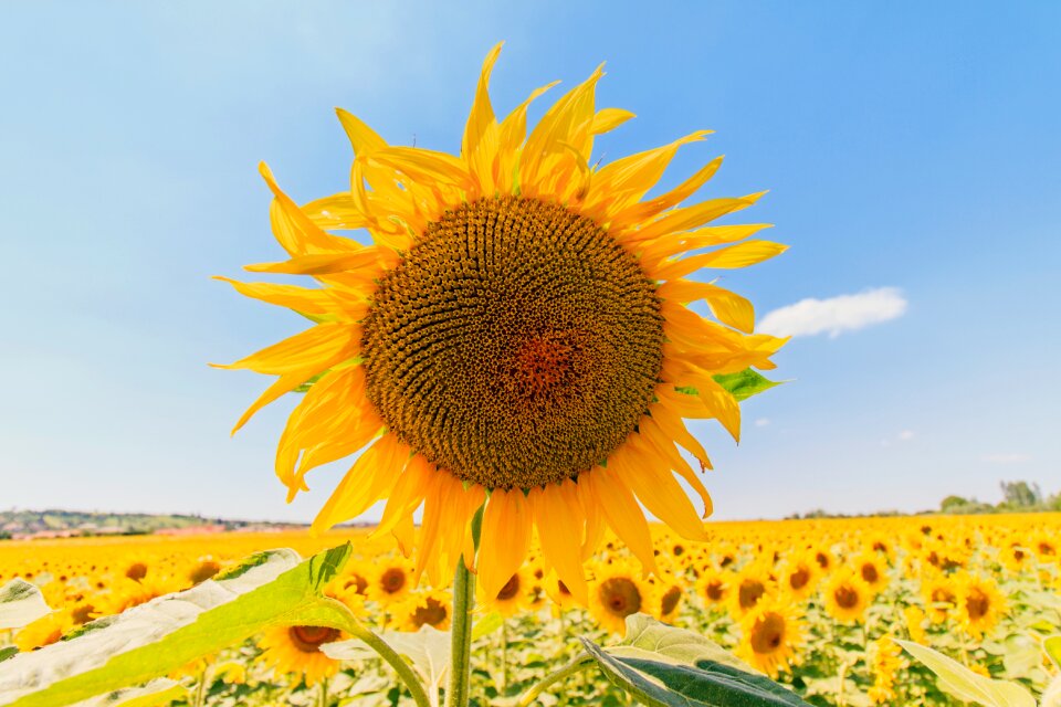 Sunshine sunflower yellow yellow