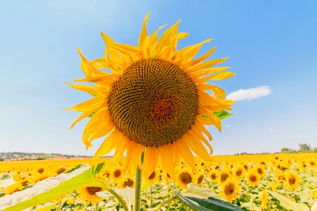 Sunshine sunflower yellow yellow