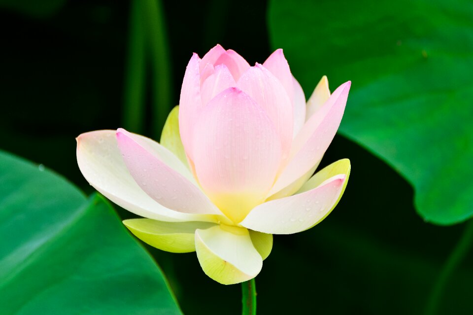 Flowers green leaf