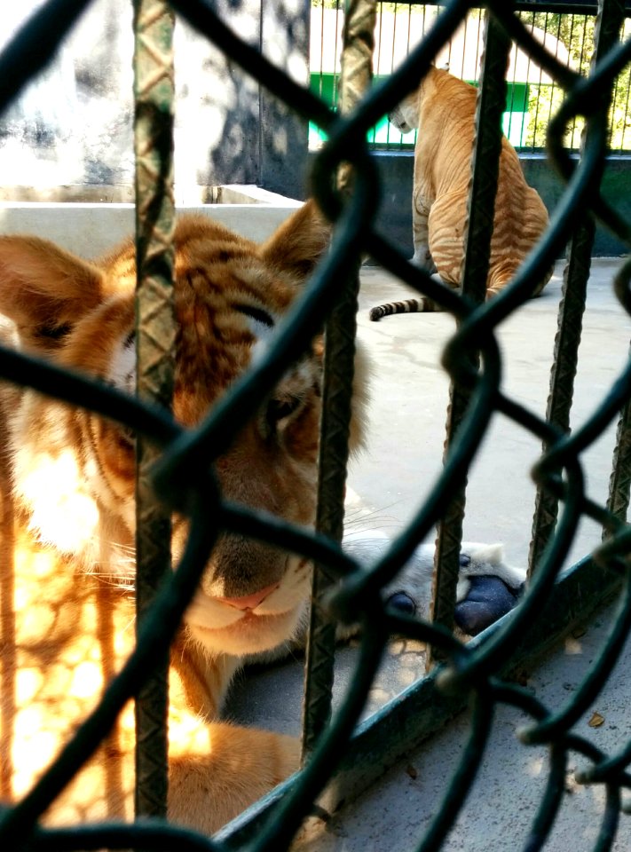 Zoo Day, Mismaloya