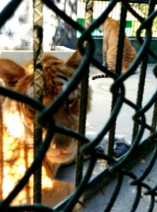 Zoo Day, Mismaloya