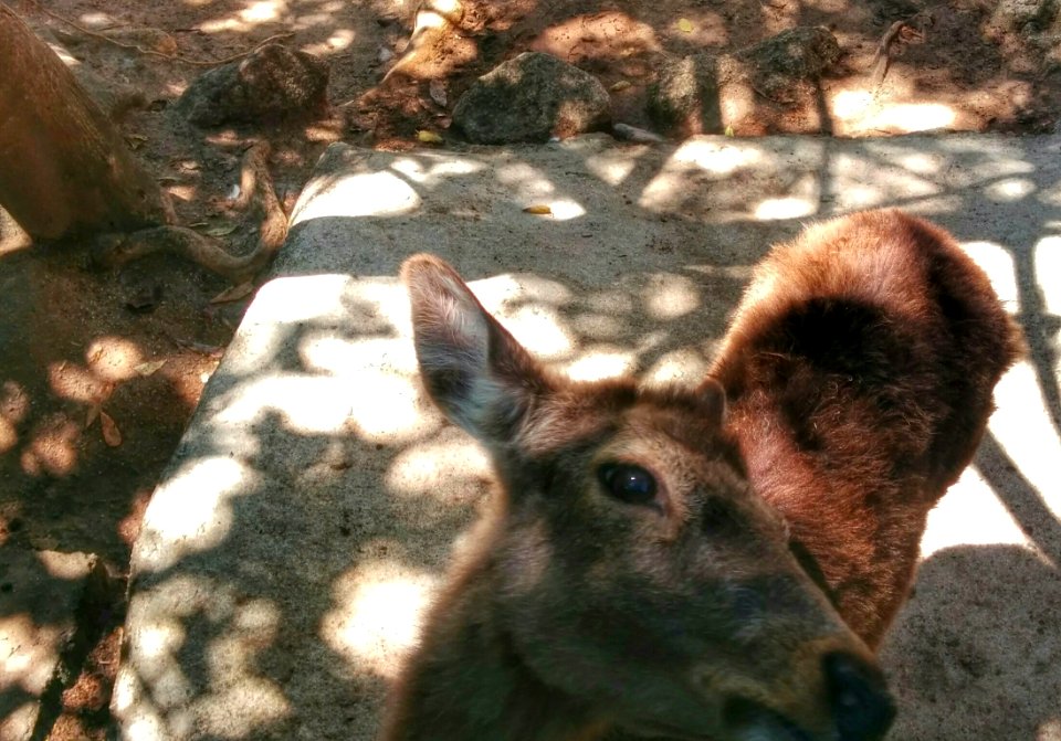 Zoo Day, Mismaloya