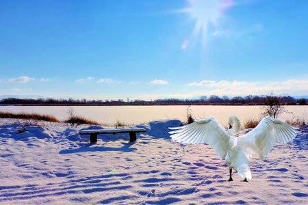 Bank swan bench photo