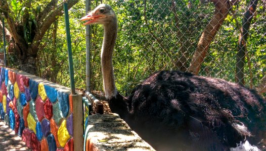 Zoo Day, Mismaloya