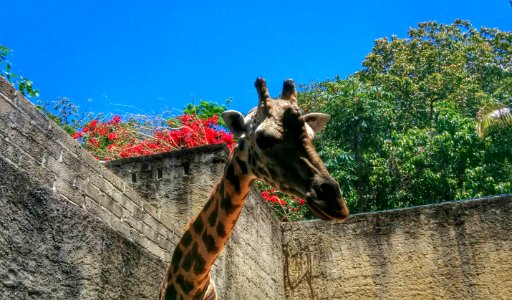 Zoo Day, Mismaloya