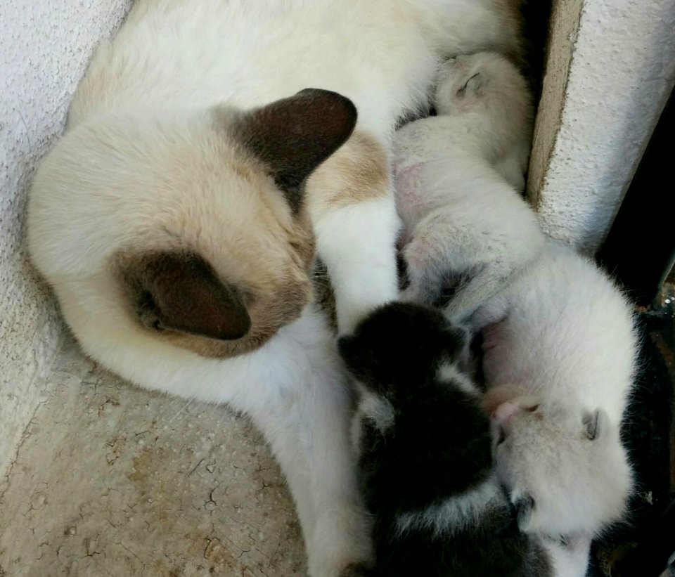 The Baby Had Her Own
