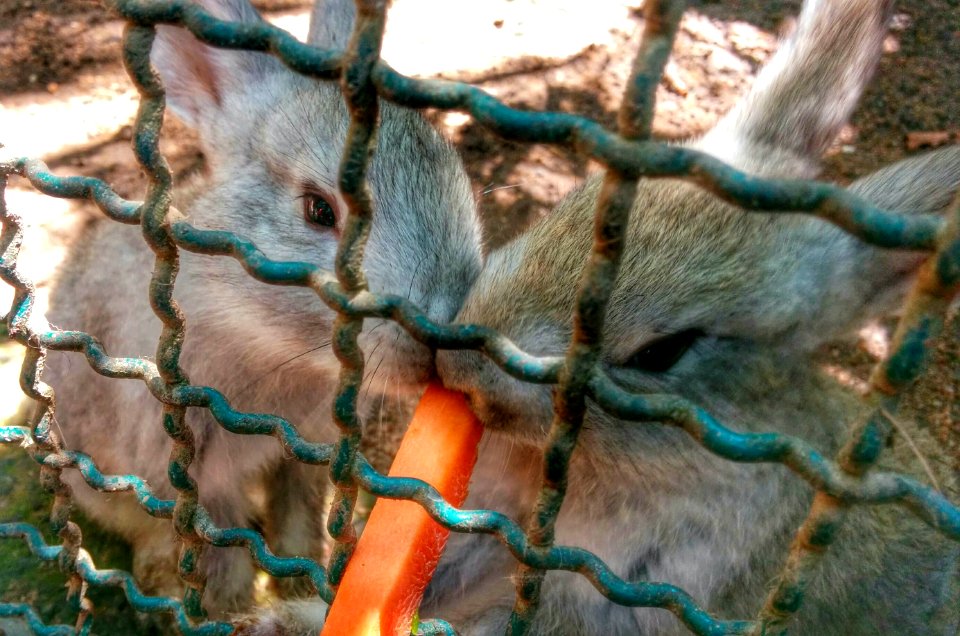 Zoo Day, Mismaloya