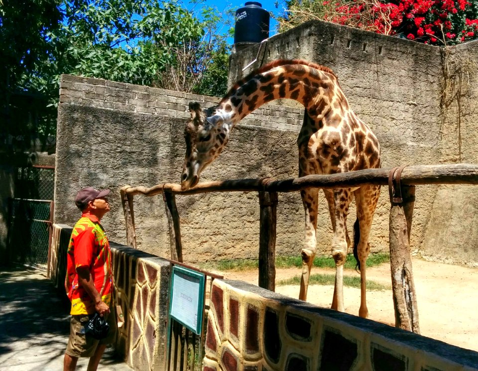 Zoo Day, Mismaloya
