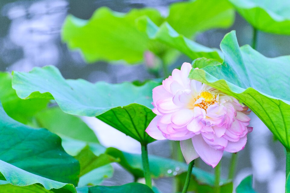 Flowers green leaf