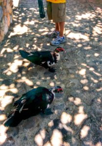 Zoo Day, Mismaloya