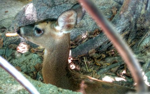 Zoo Day, Mismaloya