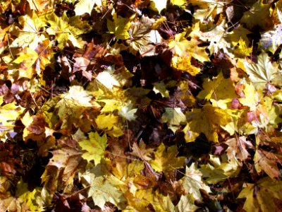 More Park in the Fall 02