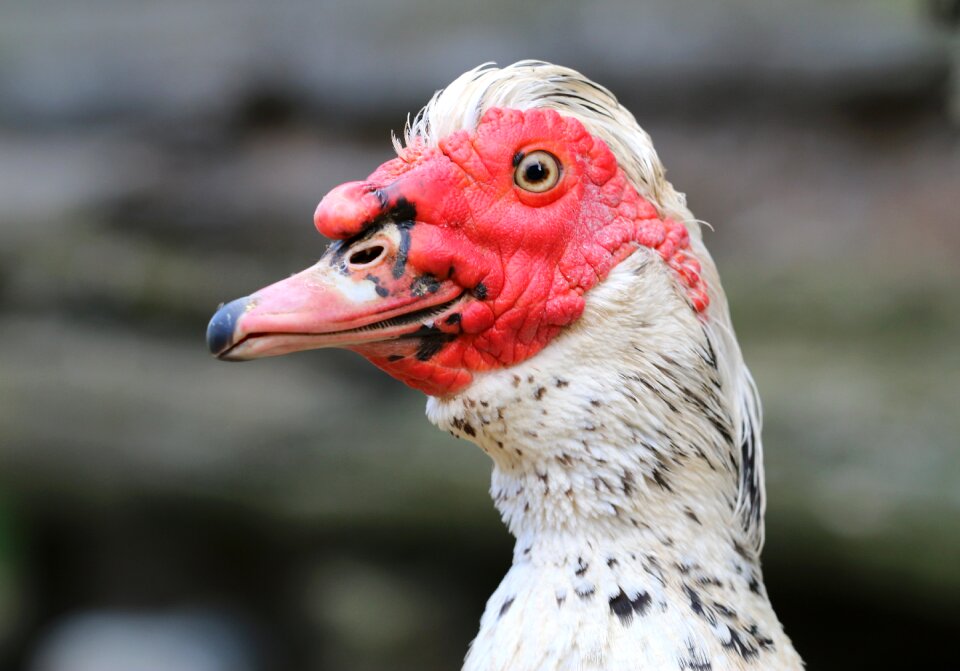 Beak subsistence farming head