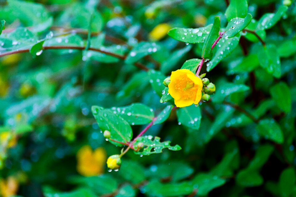 Flowers green leaf