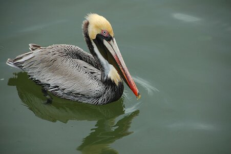 Avian wildlife waterbird